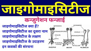 जाइगोमाइसिटीज  zygomycetes  Conjugation Fungi  phycomycetes in hindi  lower fungi or algal fungi [upl. by Vonnie858]