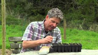 Growing Chickpeas  How to sow and grow Chickpeas [upl. by Hartmann]