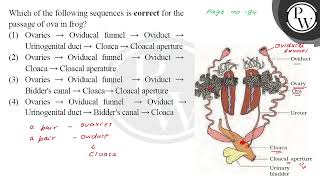 Which of the following sequences is correct for the page no 84 passage of ova in frog [upl. by Previdi]