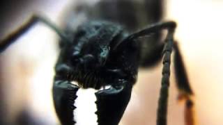 Holding a queen bullet ant Paraponera clavata macro footage [upl. by Gavrielle]