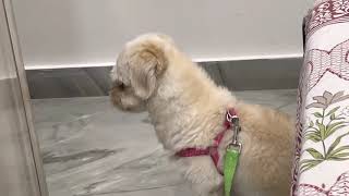 Lhasa Apso barking [upl. by Aneel]