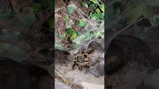 pterinochilus chordatus tarantula arachnid animals exotic animals spider venom venomous [upl. by Oringas]