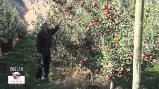 Picking Braeburn Apples in Orondo Washginton [upl. by Astiram]