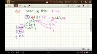 Alternativa de cuadro de Punnett Gregor Mendel Genetica [upl. by Aseral]