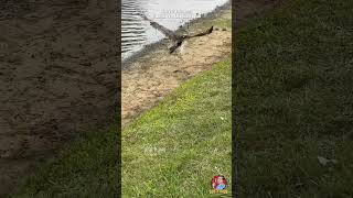 🦅🐍 INSANE Osprey Rescue PART 3 of 3 😳 [upl. by Bart467]