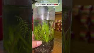 Beautiful and Simple Plant AquariumLive Plant Aquarium🌱aquarium creativitydiyshorts [upl. by Paddy]