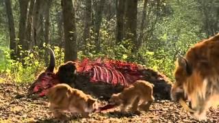 The Saber Toothed Tiger Nature amp Animal Documentary [upl. by Dobb]