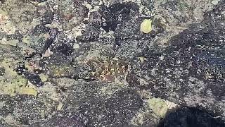 Rockfish at Kikaua Point Park  North Kona Hawaii [upl. by Merta]