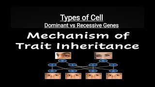 Dominant Gene and Recessive Gene  Genetics  Types of Cells  Homozygotes amp Heterozygotes [upl. by Leilani369]