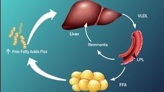 Fatty Acids and Disease in Type 2 Diabetes [upl. by Ardnosac268]