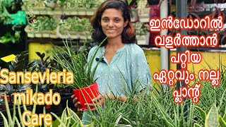 ഇൻഡോറിൽ വളർത്താൻ പറ്റിയ ഏറ്റവും നല്ല പ്ലാന്റ്sansevieria mikado care in Malayalamsnake plant [upl. by Enomahs]