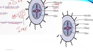 10ኛ ክፍል ባዮሎጂ Grade 10 Biology New Text Book Unit 2 Part Six [upl. by Eselehs]