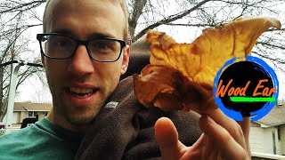 South Dakota Foraging EP1  Wood Ear Mushroom Hunting in Winter [upl. by Tarfe]