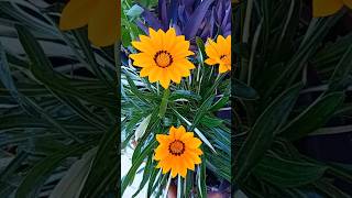 Gazania plant 🏵 Γκαζάνια gazaniarigens flowers plants krebsiana bloom gazania nature shorts [upl. by Uchida]