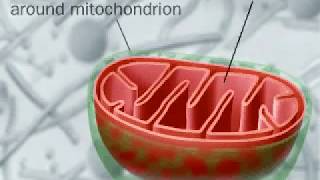 Autophagy  Macroautophagy  Autophagosome [upl. by Enattirb]