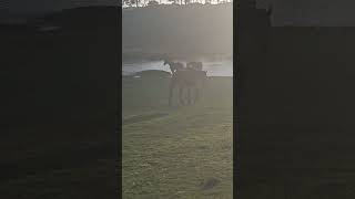 Horse meets the herd for the first time 😊 zoomies horserescue pony arabianhorse horseherd [upl. by Alliber220]