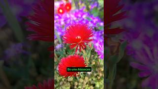 Lampranthus spectabilis Cubresuelos de bajo consumo hidrico y gran floración jardineríasostenible [upl. by Nyar]