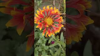 Gaillardia flowers blooming trending garden nature shorts [upl. by Broderic444]