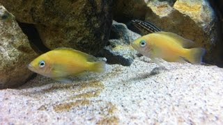 Tanganyika aquarium 800lt quotVariabilichromis Mooriiquot [upl. by Auohs]