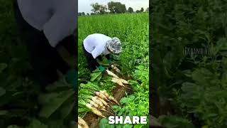 Harvesting White Radishes tintuc shots [upl. by Lanod678]