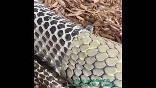 Snake molting  Asmr short snake [upl. by Petrine]