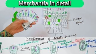 Marchantia in detailThallusReproduction in marchantiaBSc and MSc botany [upl. by Yetty947]