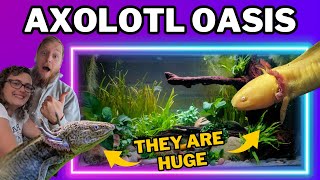 Creating an AXOLOTL aquascape for our FOUR underwater salamanders [upl. by Eendyc]