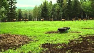 Elbow Falls Wapiti [upl. by Anthiathia404]