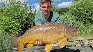 catching carp with fresh PEELER CRAB yes crabs as bait for carp must watch carp fishing UK [upl. by Yllaw]