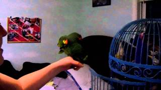 Blue front amazon parrot Fernando talking and singing [upl. by Niroht471]