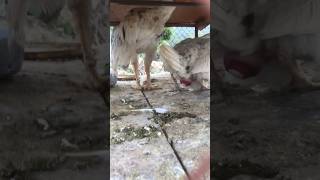 How chicken lay eggs 0 shorts chicken viral youtubeshorts funny funnyvideo trending [upl. by Anagrom785]