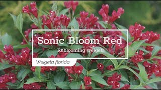 30 Seconds with Sonic Bloom® Red Weigela [upl. by Ayarahs377]