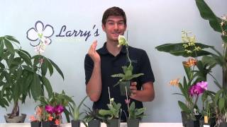 How to Grow Paphiopedilum Lady Slipper Orchid Growing Guide [upl. by Rowell800]