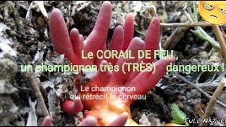 LE CHAMPIGNON « qui rétrécit le cerveau Le CORAIL DE FEU  un champignon très TRÈS dangereux [upl. by Naol967]