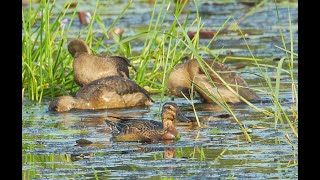 Garganey amp Lesser whistling duck chicks [upl. by Yelsek]