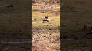 Leopard vs wildbeest kruger leopard wildlife krugernationalpark africa southafrica usa [upl. by Nnylsoj]