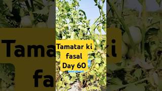 Tamatar ki kheti  tomato farming tomatofarming farming saaho nature [upl. by Roldan442]