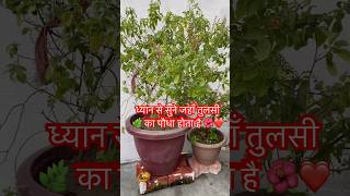 Tulsi Pujan Vidhi 🌿🙏 motivation tulsikathakathatulsikrit motivationaltulsishorts ytshorts [upl. by Alpert]