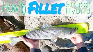 How I Fillet StriperHybrid Bass [upl. by Noswal984]