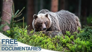 A Fantastic Insight into the Rich Wildlife of Slovakia [upl. by Lesnah]