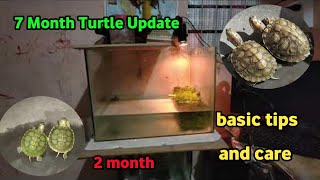 7 Month Turtle Update  tank setup and basic tips for red eared slider turtle 🐢 [upl. by Stallworth478]