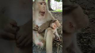 Pigtail monkey animalsfarmofficial monkey wildanimal [upl. by Krahling]