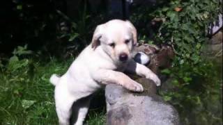 10 week labrador retriever puppy dog first swimming [upl. by Lisha923]