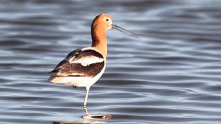 Avocet Calling [upl. by Knorring884]