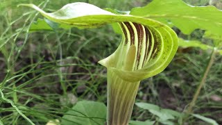 Jack in the Pulpit [upl. by Chavey]