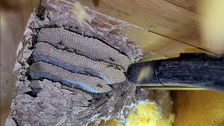 Yellow Jackets Nest In Basement Ceiling Massive Wasp Nest Removals fyp viral hornetking [upl. by Uzzi]