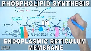 Phospholipid Synthesis in Endoplasmic Reticulum Membrane [upl. by Yeltihw]