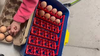 Unboxing of our Borotto Real 24 Incubator and first hatch of chicks EP 63 [upl. by Mcfarland949]