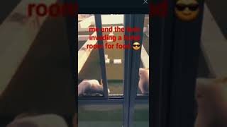 parrots at the window remix memes parrots shorts gegadedigedagedago [upl. by Volotta]