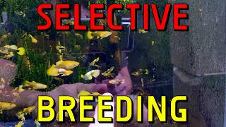 How To Selectively Breed Guppies [upl. by Bowne]